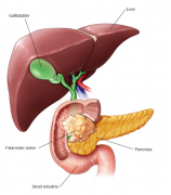 �������ٰ�֢״����θ�׵���������������֢״����