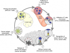 ��PD-1ҩ����������ҩ�����ƶ����ֳ���ǿ�������Ч��