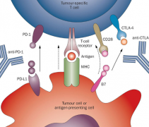 PD-1���Ƽ�������С���԰�������