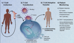 CAR-T�Ʒ�ͨ����ǿ������������ϵͳ���Կ���֢
