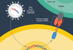 Kymriah���׸��������е�CAR-Tϸ���Ʒ�