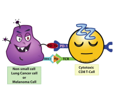 PD-1���Ƽ��������ƶԱȻ��Ʒ��Ƶ��ŵ�