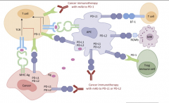 PD-1���Ƽ���������ҩ�����ư�֢Ч�����