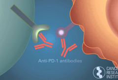 PD-1���Ƽ�ʵ������������Ч����ô��