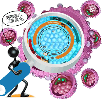 乙肝核心抗体阳性是什么意思 乙肝核心抗体阳性是什么意思