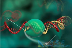 �����ּ�ͥ��֢�ĳ�������Ϊ��֢�Ŵ���?