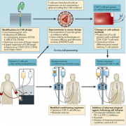 ������Allogene�����о�ͨ����CAR-T�Ʒ�