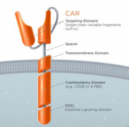 CAR-T�����ѱ�֤�����˰���CD19֮�⻹�и��㷺��Ӧ��