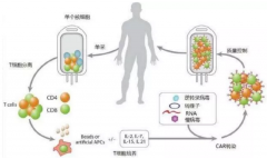 CAR-T��������CD19�⻹����԰е�BCMA��CD22