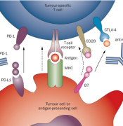 PD-1���Ƽ�ʵ��������ҽ��ʷ�Ͼ��޽��е��漣