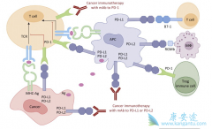 PD-1���������Ʒ��Ѿ��԰�֢�����Ʋ����˾޴��Ӱ��