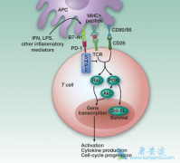 PD-1���Ƽ����Ϸ��������ڷ���