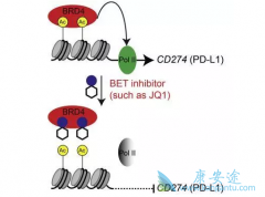 ��֢�ĸ���������ʹ��PD-1����ЧҲ�ܺ�