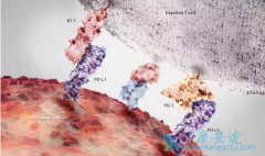 ��ڻ�������ʹ��PD-1����ɽ��͸�������