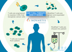 ���������µ�CAR-Tϸ�����Ʒ�������ҽ��