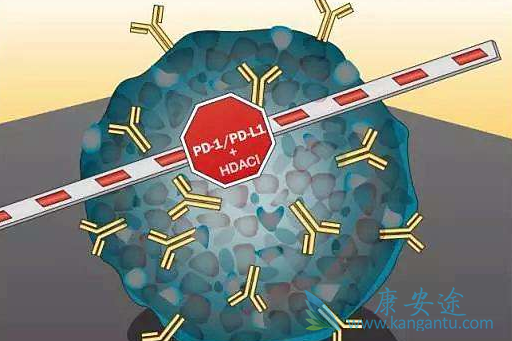 PD-1 PD-1