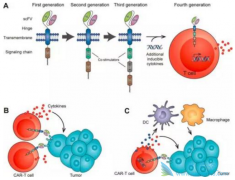 �����ҵCAR-Tϸ�����ƽ���ӿ����������׶�