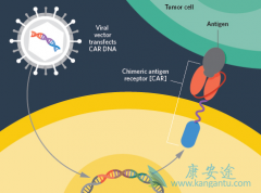 CAR-Tϸ�����ƶԱȹ�����ֲ�۸񲢲���