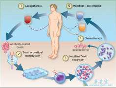 CAR-T���ʵ���������Ƶ���Ҫ��ս�кܶ�