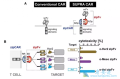 ����CAR-T�Ʒ�����˴�ͳCAR-T�Ʒ��Ĳ���