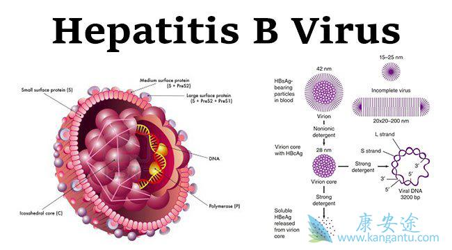 注射乙肝疫苗 注射乙肝疫苗