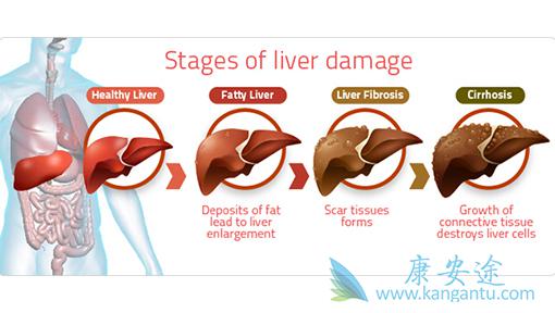 乙肝病毒携带者 乙肝病毒携带者