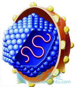 丙肝窗口期 丙肝窗口期