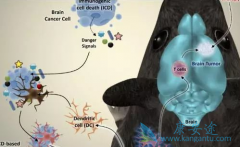 CAR-Tϸ�����Ƶĸ����û���߷�ҩ��ķ���