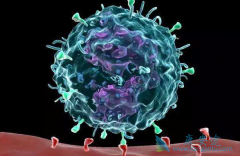 ���߼�����չ��ɽ���PD-1��������