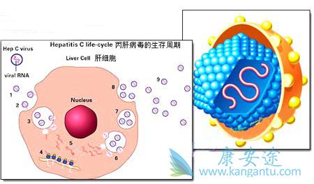 丙肝症状 丙肝症状