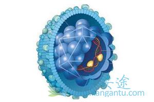 丙肝抗体阳性 丙肝抗体阳性