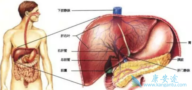 乙肝患者 乙肝患者