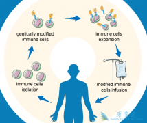 ��������ʹ��CAR-Tϸ�����Ʒ���KYMRIAH���г�����Ӧ