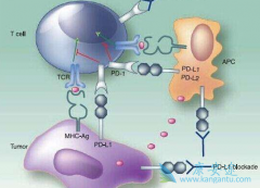 FDA����PD-1����ҩCemiplimab���������ʸ�
