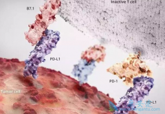 PD-1���ߵ��ص�����������10����Ӧ֢