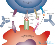 PD-1���Ƽ��ڷΰ������������ŷǳ������ı���