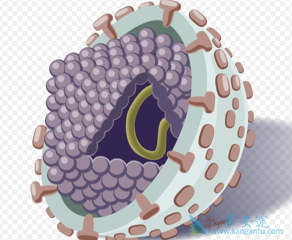 干扰素能治好丙肝吗 干扰素能治好丙肝吗