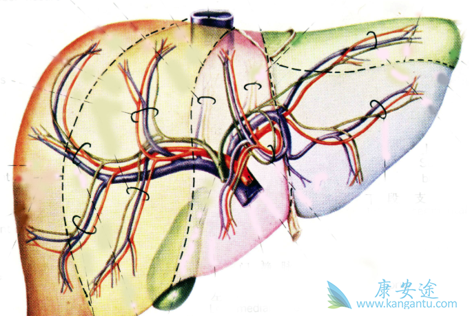 乙肝病毒携带者 乙肝病毒携带者