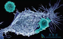 ŵ��CAR-T�Ʒ����������ƴ�Bϸ���ܰ���