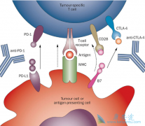 PD-1���Ƽ����ư�֢��ת�ƻ��ߵ�Ч����ô��