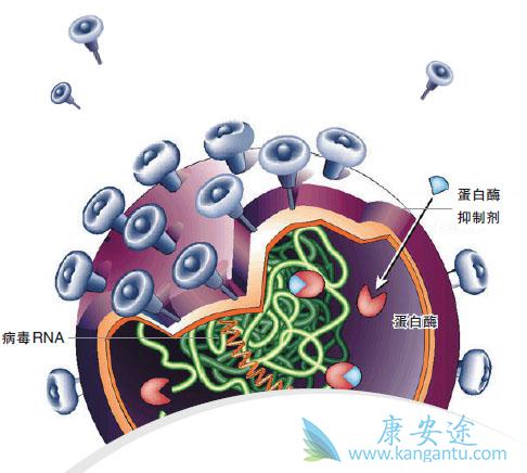 丙肝抗体阳性 丙肝抗体阳性
