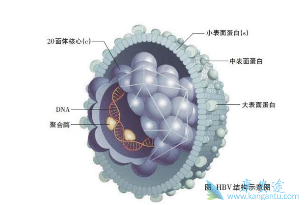 乙肝病毒传播途径 乙肝病毒传播途径