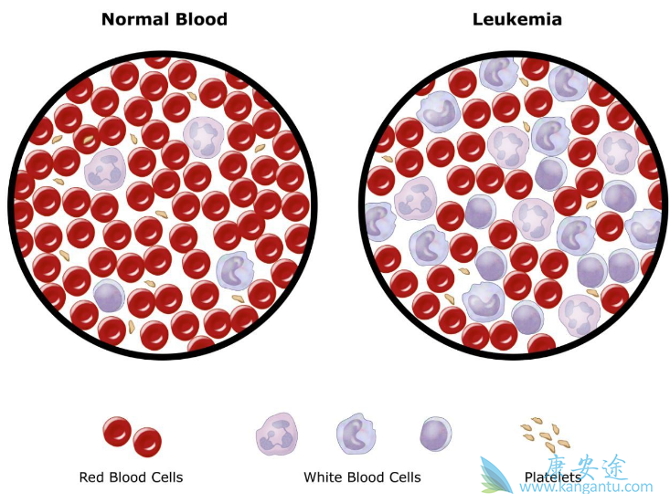 �����ܰ�ϸ����Ѫ��