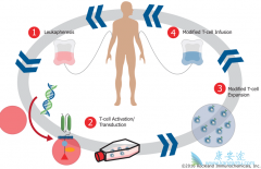 ĿǰCAR-Tϸ�����Ʒ�����ǿ������ѪҺ����