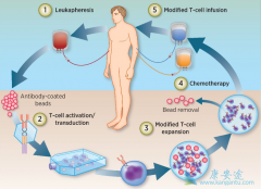 CAR-Tϸ�������Ʒ������ĸ�������ϸ�������ͷ��ۺ���