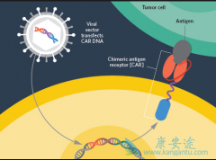 ŵ��CAR-Tϸ���Ʒ�KYMRIAH����������Ӧ֢