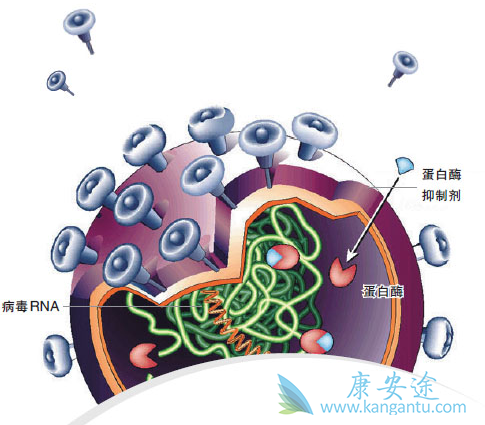 病毒性丙肝 病毒性丙肝
