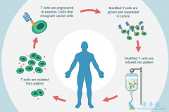 ����CAR-Tϸ�������봫ͳ��CAR-T�Ʒ��к�����