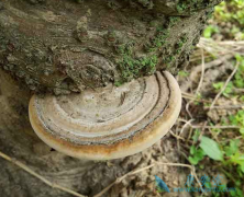 ���ʹ�����Ʒΰ���ƫ����Ҫ��ҽ����ҩ