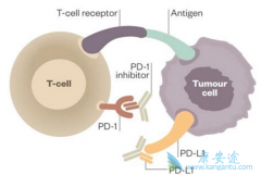 PD-1/PD-L1���Ƽ�Avelumab�������ѳ�����������Ч����